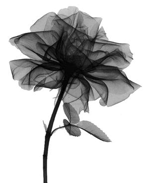 Floral Radiograph of a Rose produced by Albert Richards